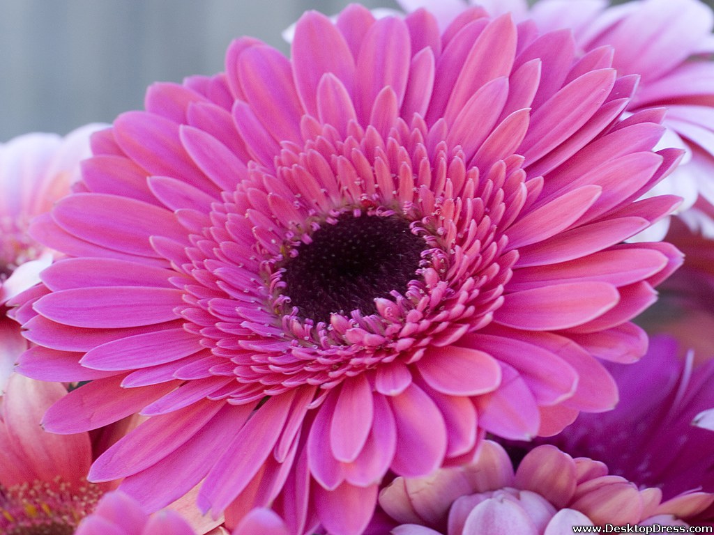 Gerbera Wallpapers