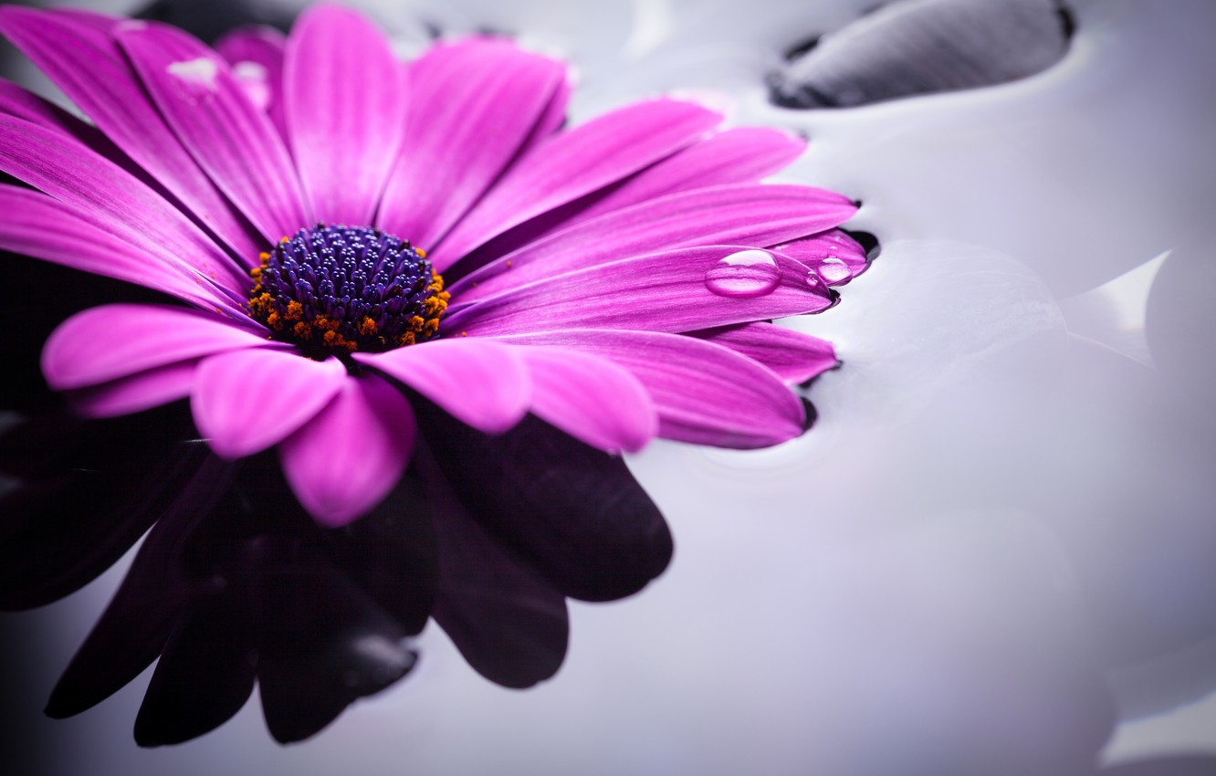 Gerbera Wallpapers