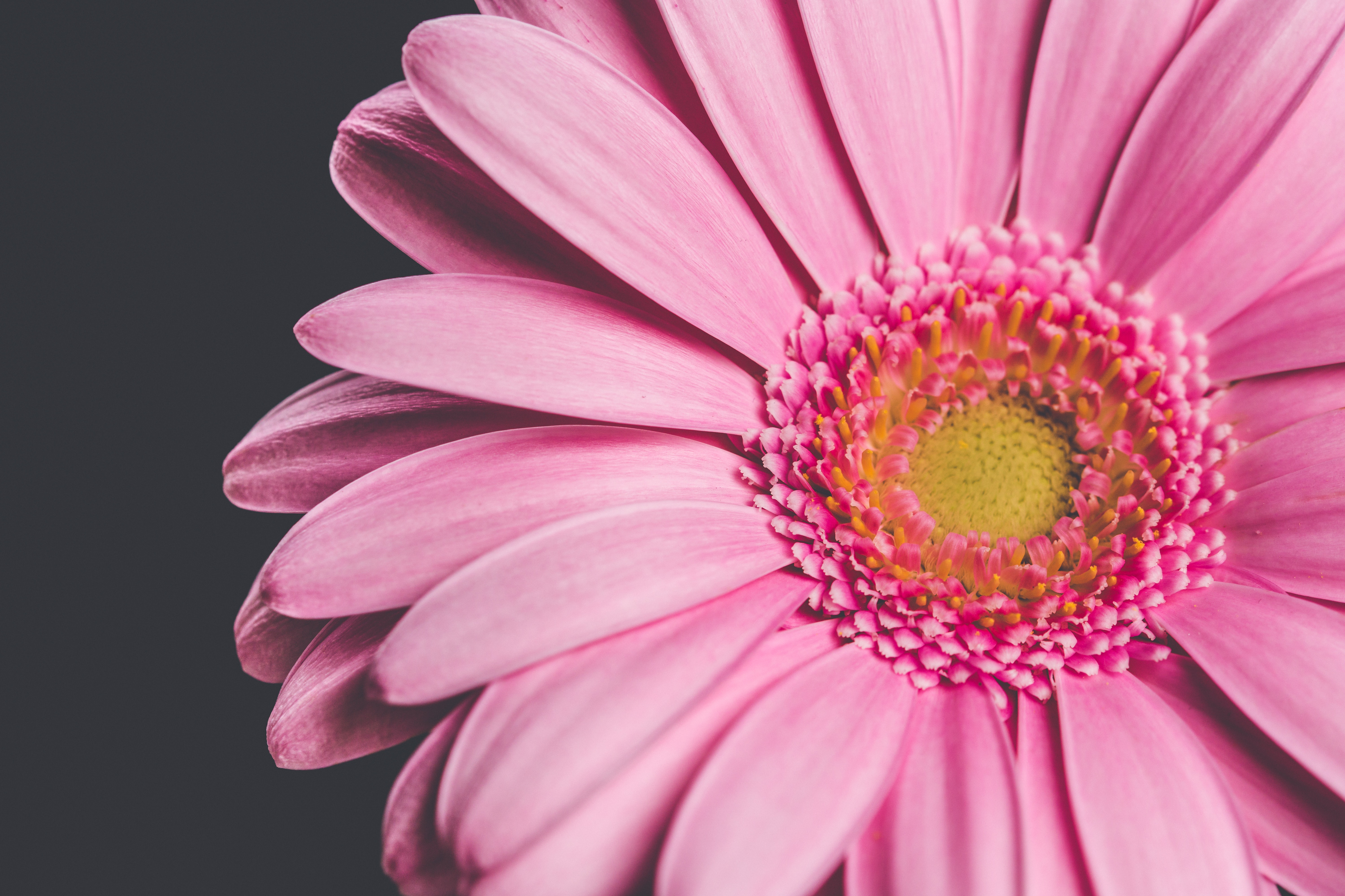 Gerbera Wallpapers