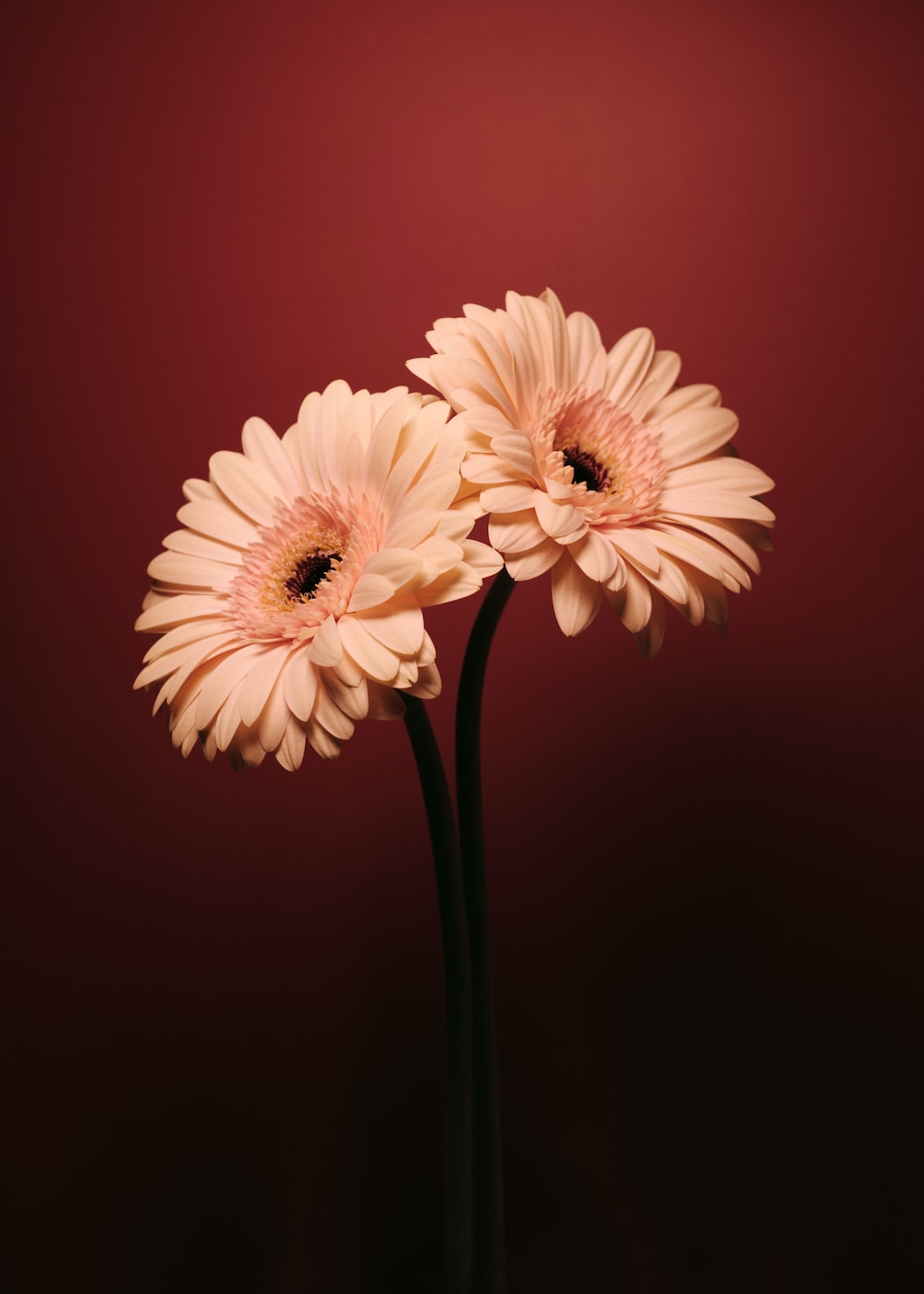 Gerbera Wallpapers