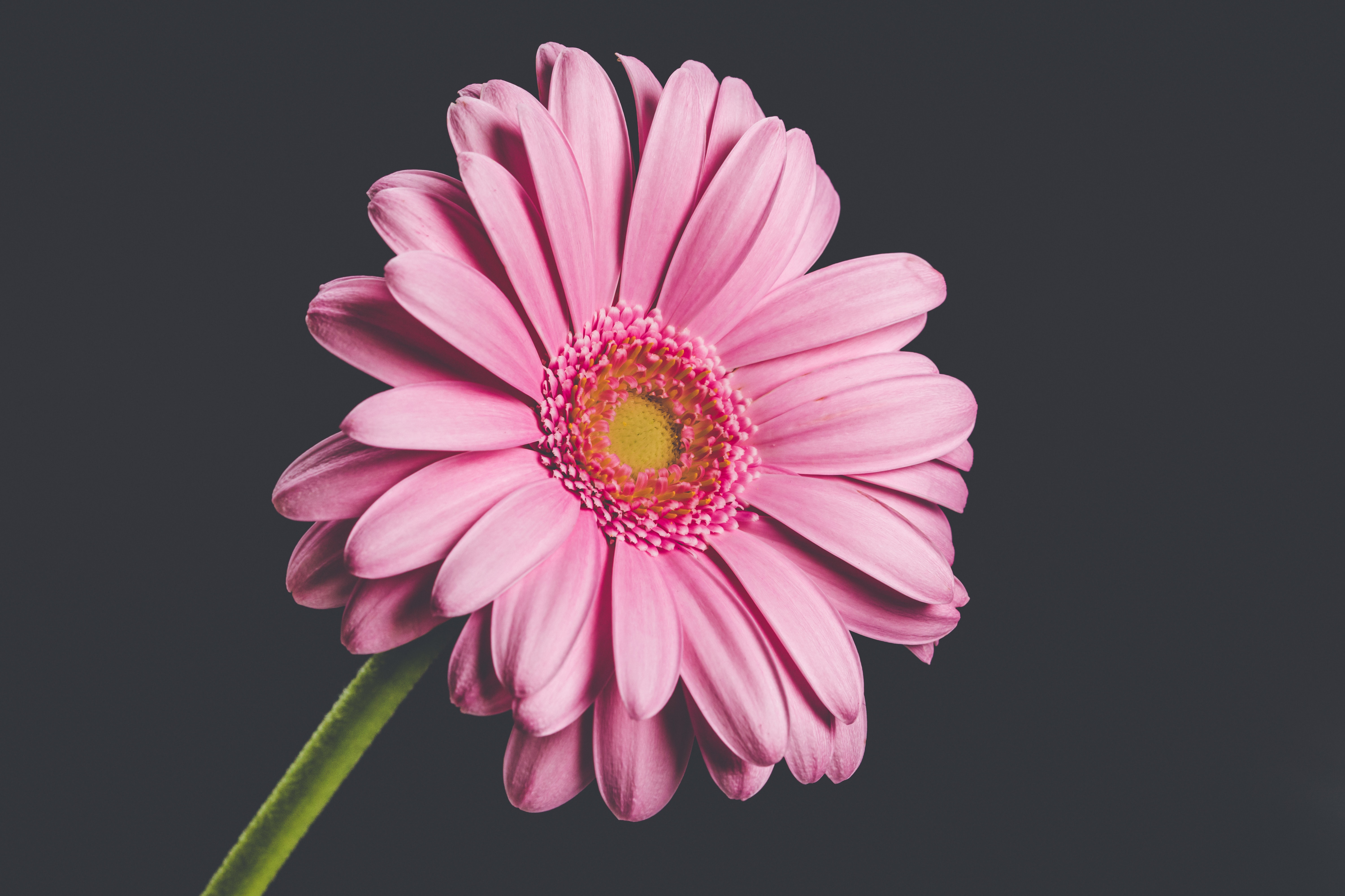 Gerbera Wallpapers