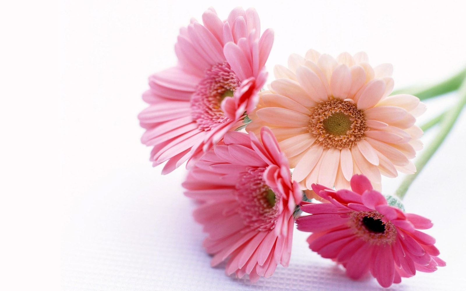 Gerbera Wallpapers