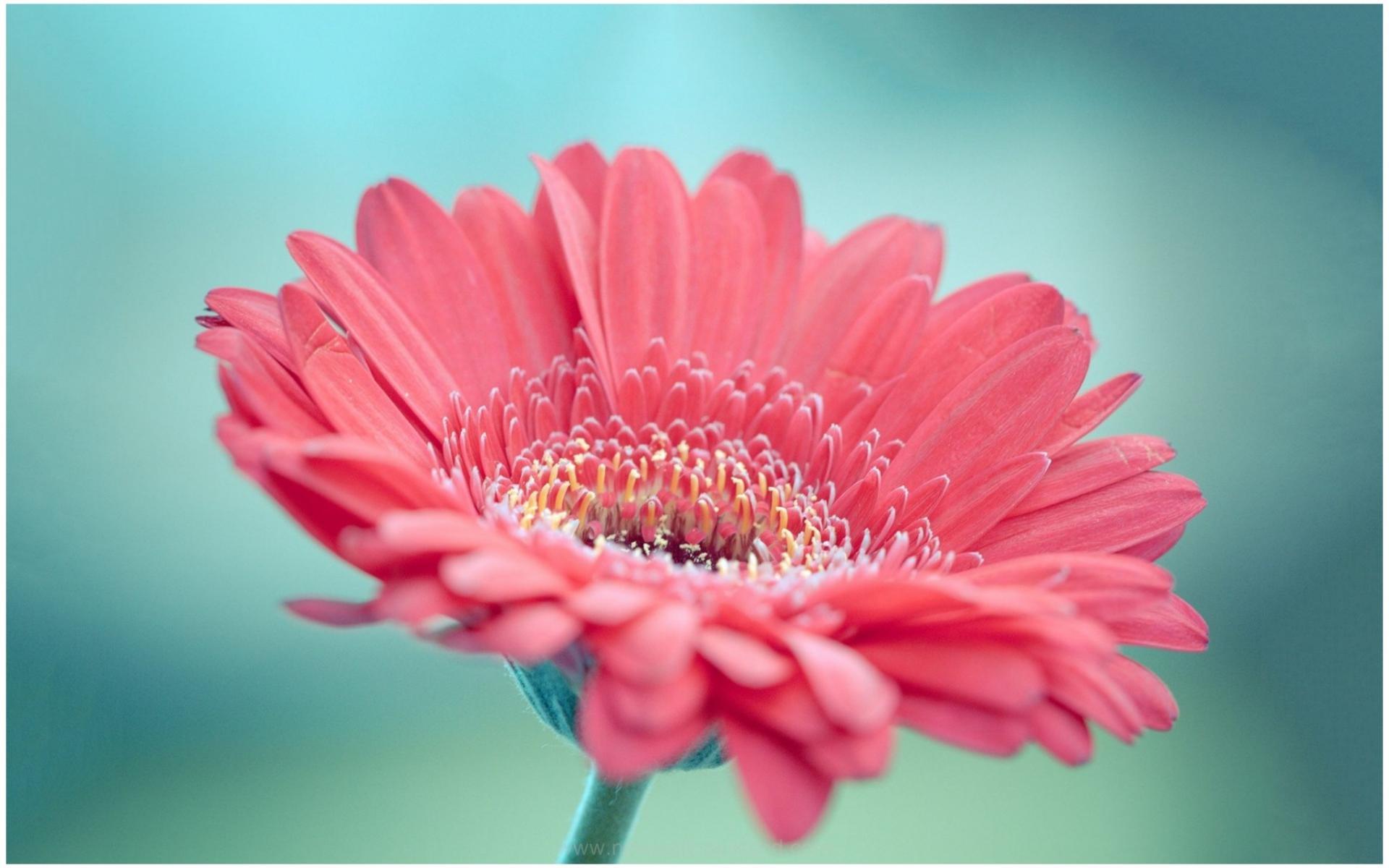 Gerbera Wallpapers