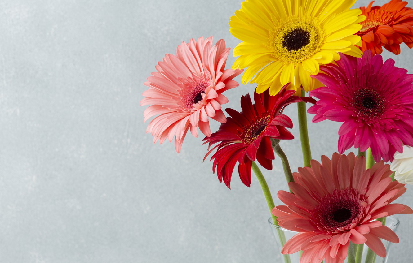 Gerbera Wallpapers