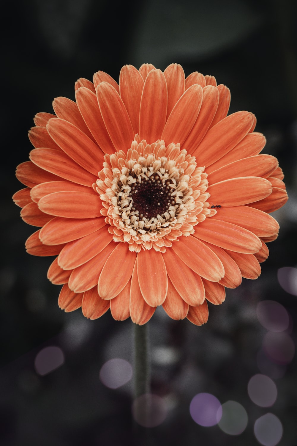 Gerbera Wallpapers