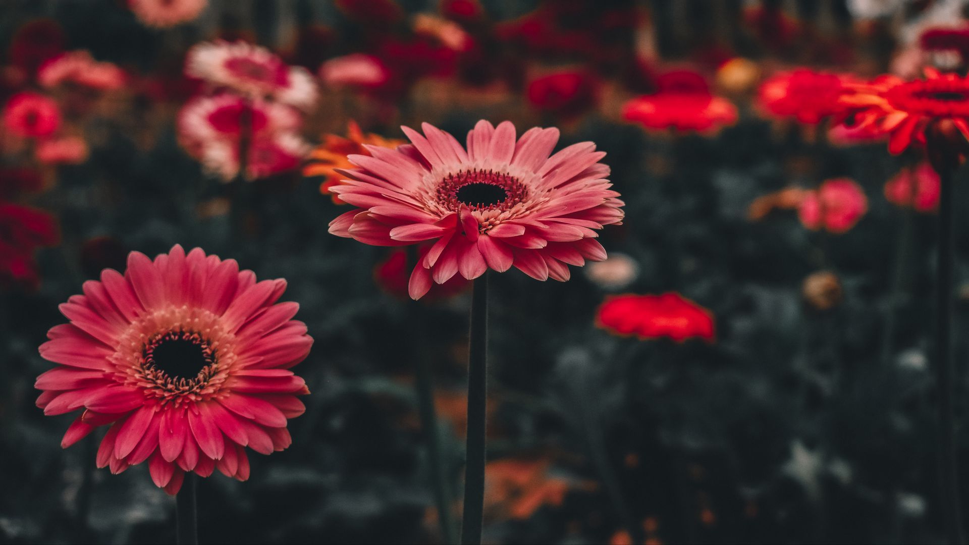 Gerbera Wallpapers