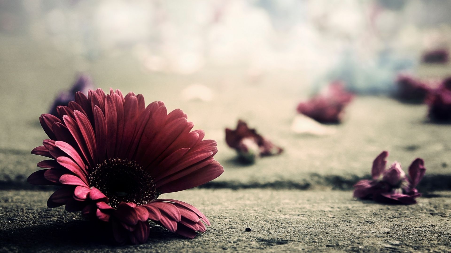 Gerbera Wallpapers