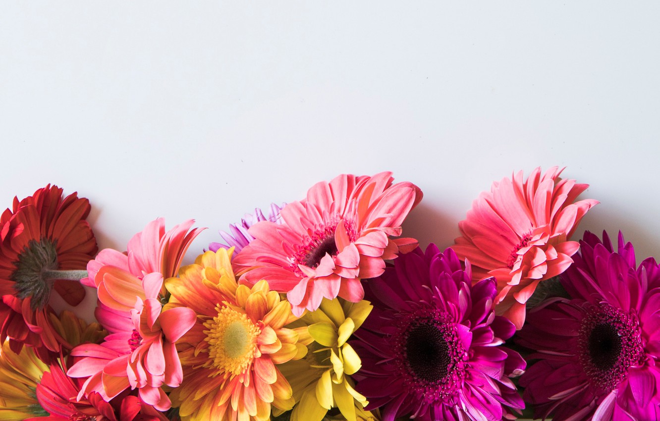 Gerbera Wallpapers