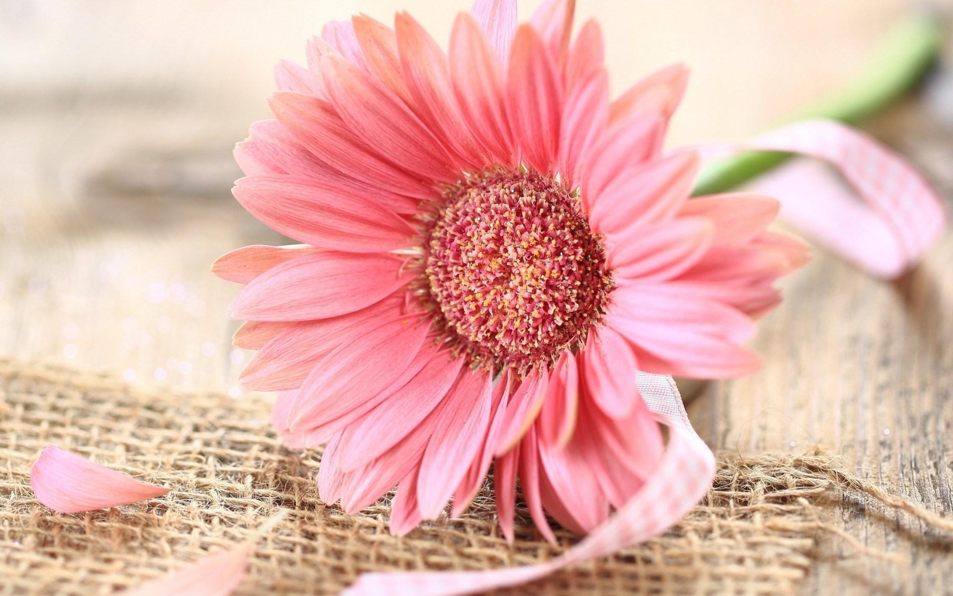 Gerbera Wallpapers