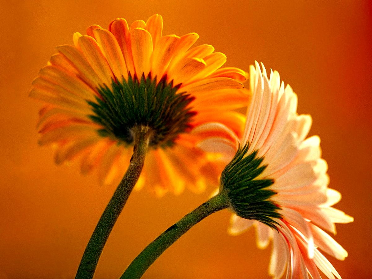 Gerbera Wallpapers