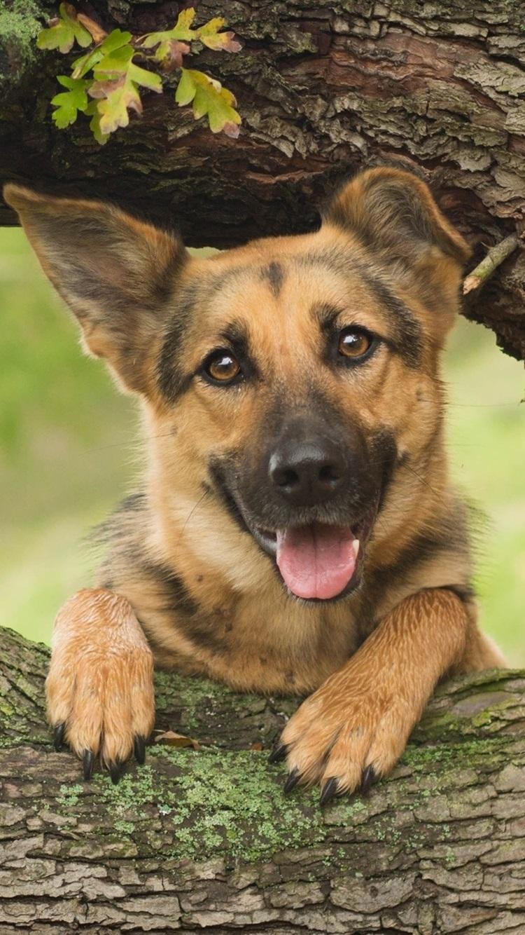 German Shepherd Iphone Wallpapers