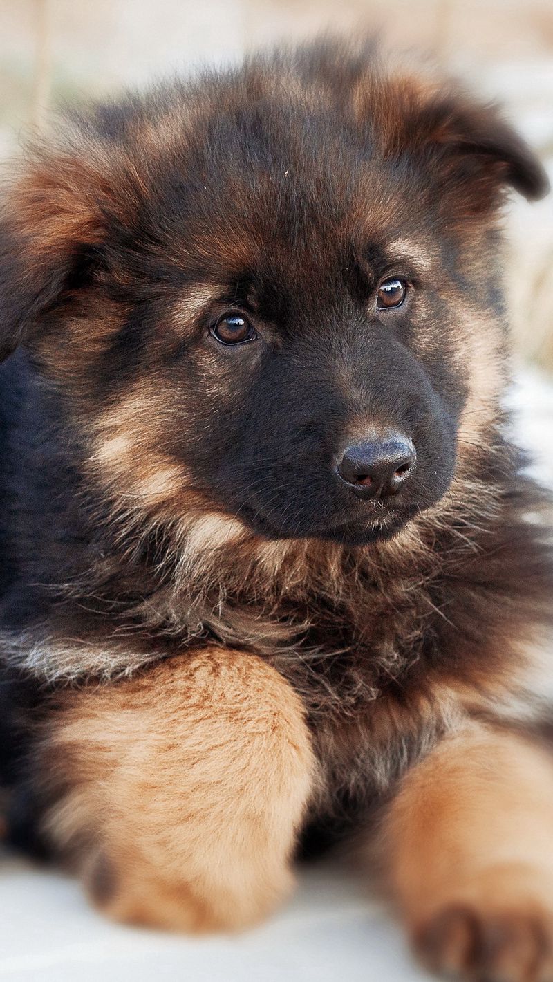 German Shepherd Iphone Wallpapers