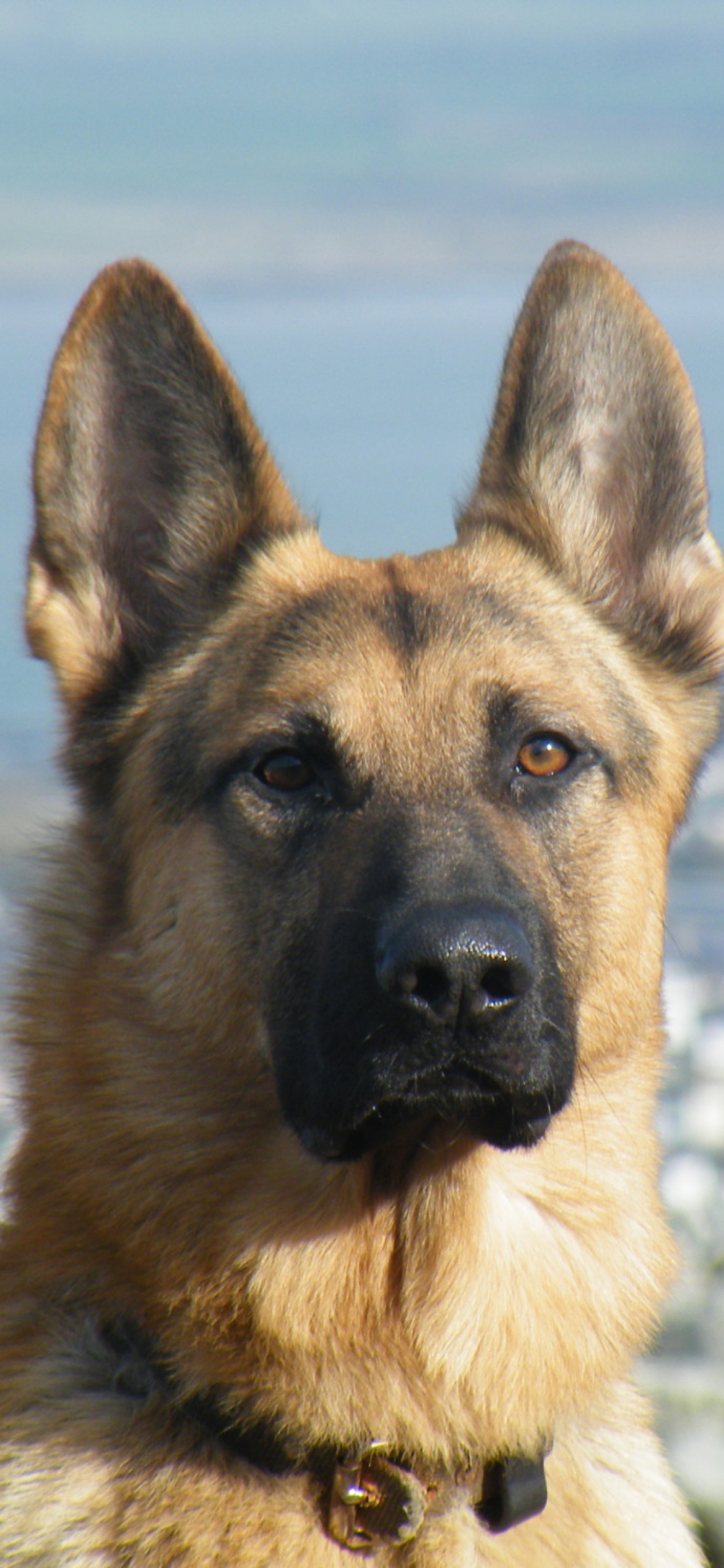 German Shepherd Iphone Wallpapers