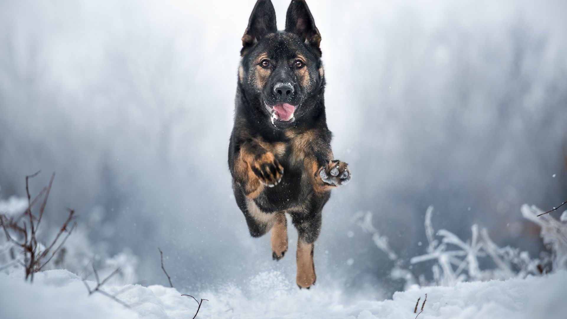 German Shepherd Iphone Wallpapers