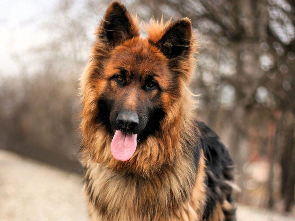 German Shepherd Iphone Wallpapers