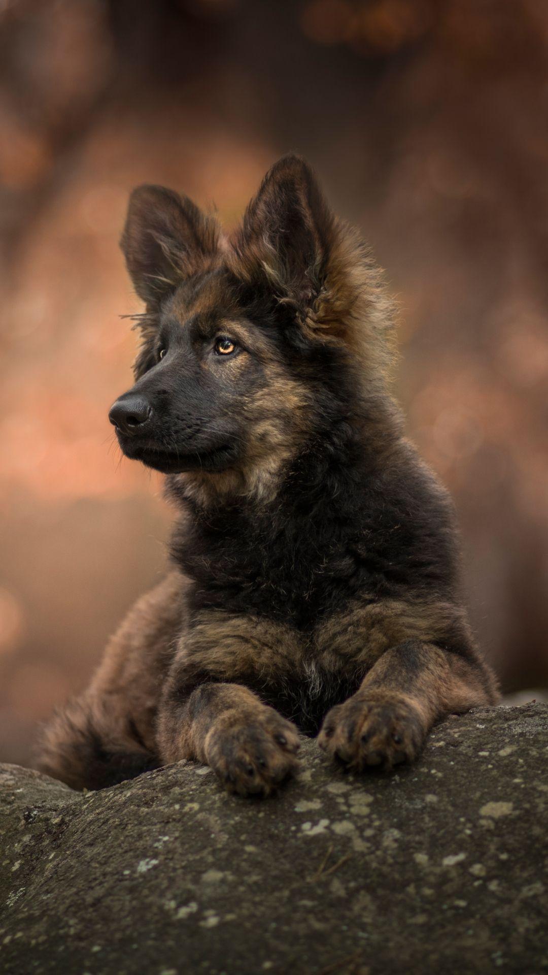 German Shepherd Iphone Wallpapers