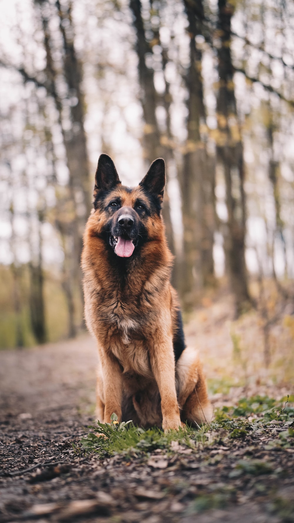 German Shepherd Wallpapers