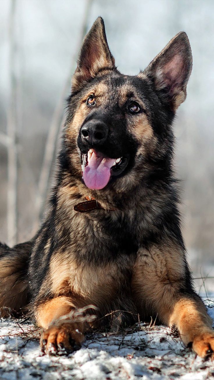 German Shepherd Wallpapers