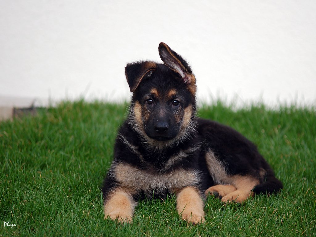 German Shepherd Wallpapers