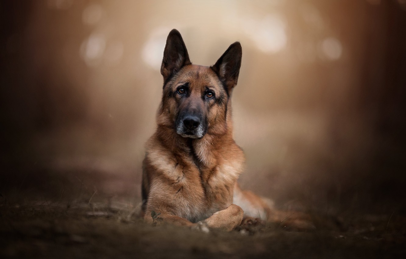 German Shepherd Wallpapers