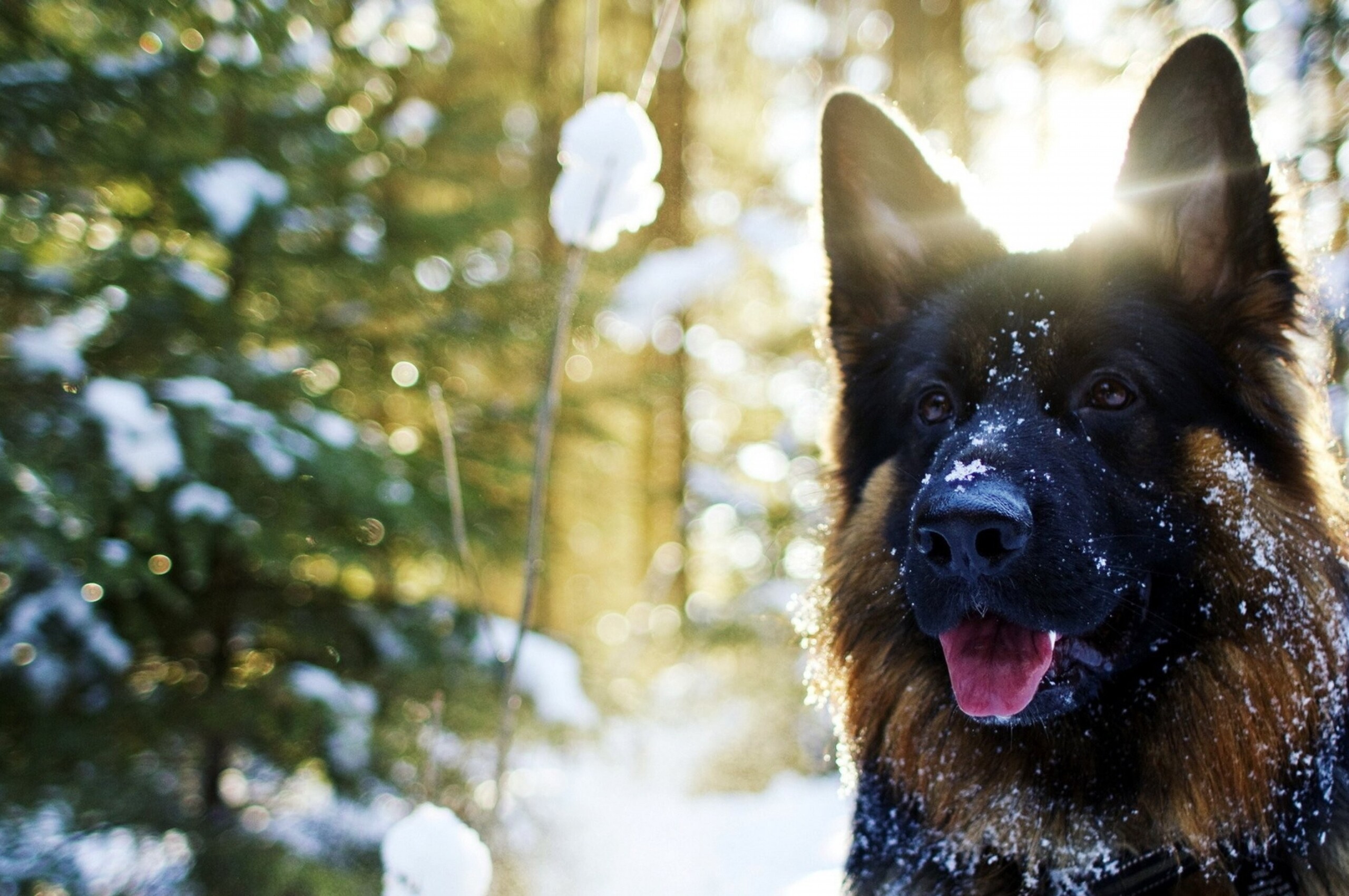 German Shepherd Wallpapers