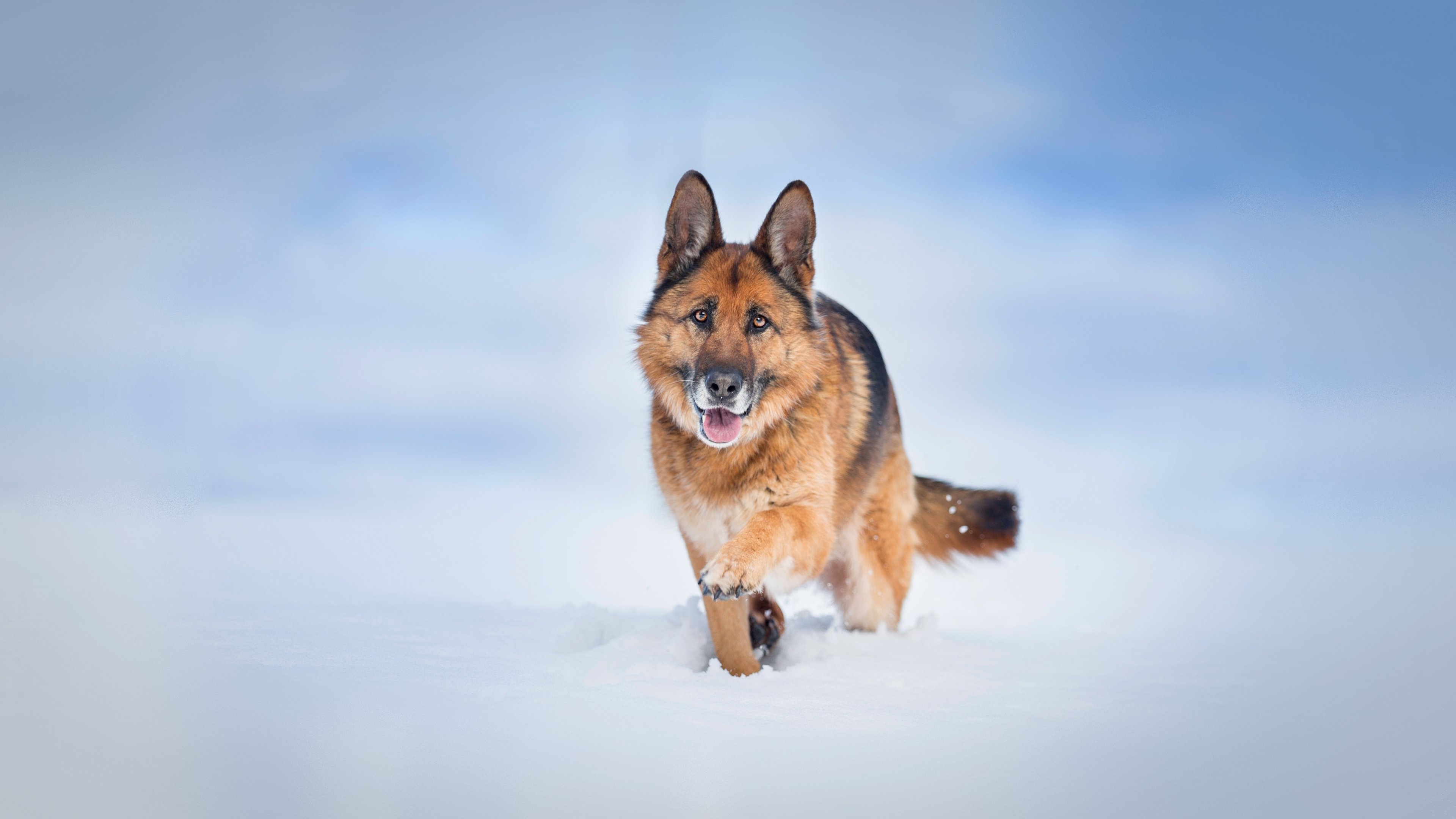 German Shepherd Wallpapers