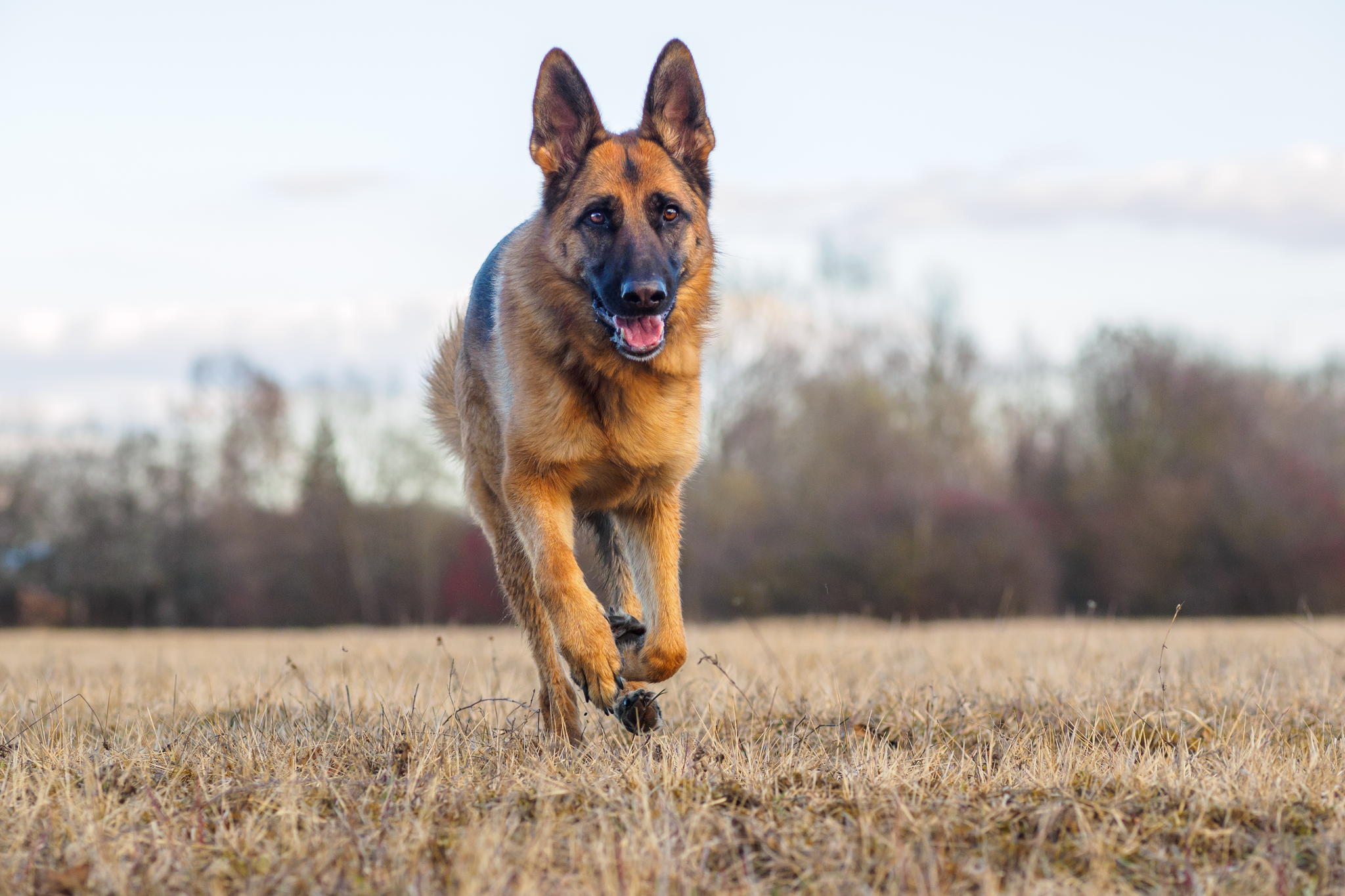 German Shepherd Wallpapers