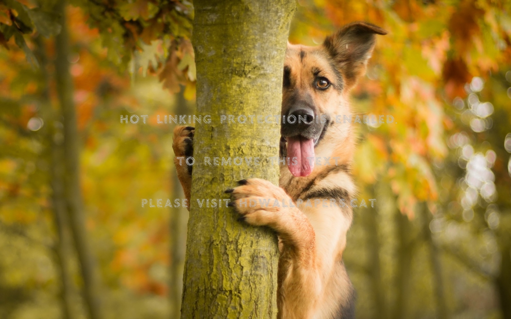 German Shepherd Wallpapers