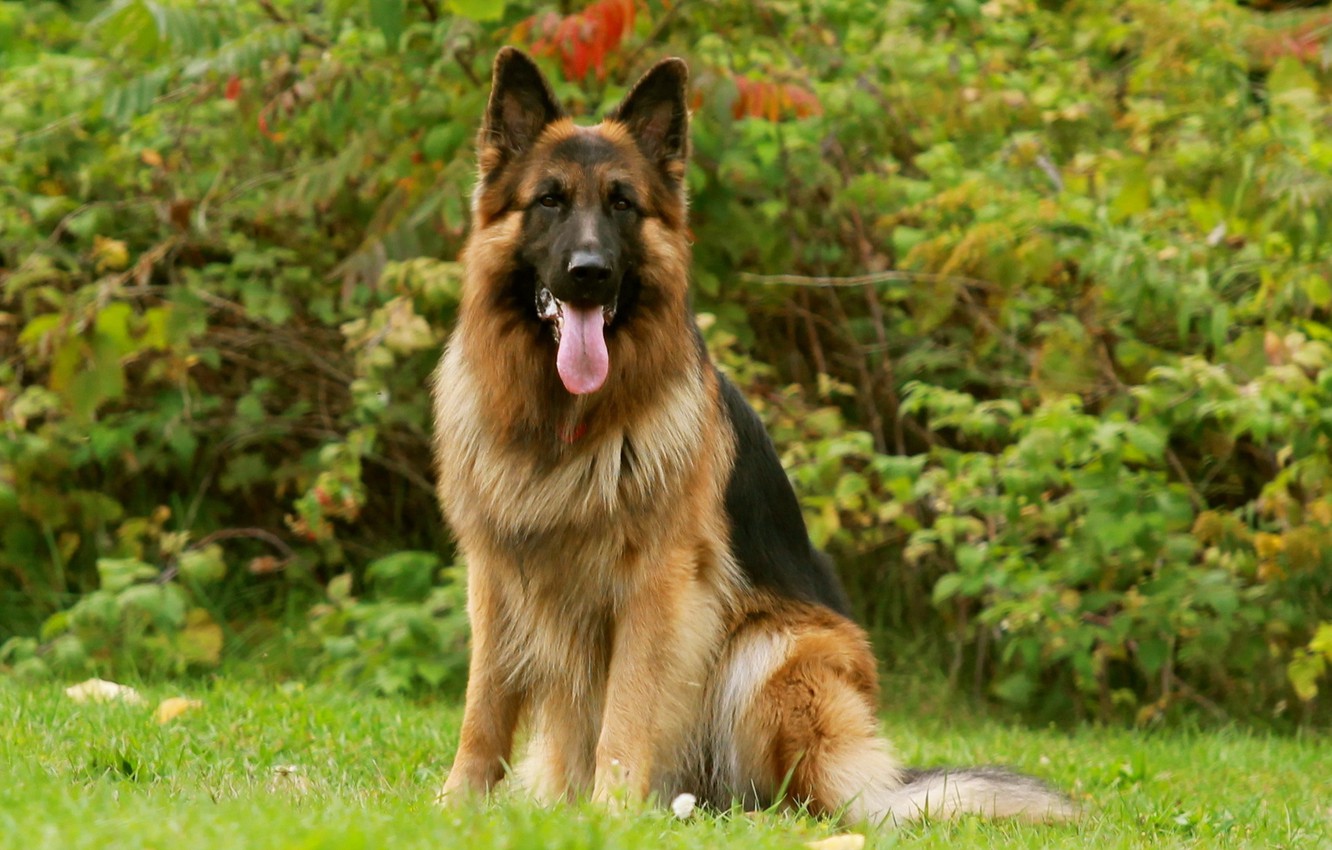 German Shepherd Wallpapers