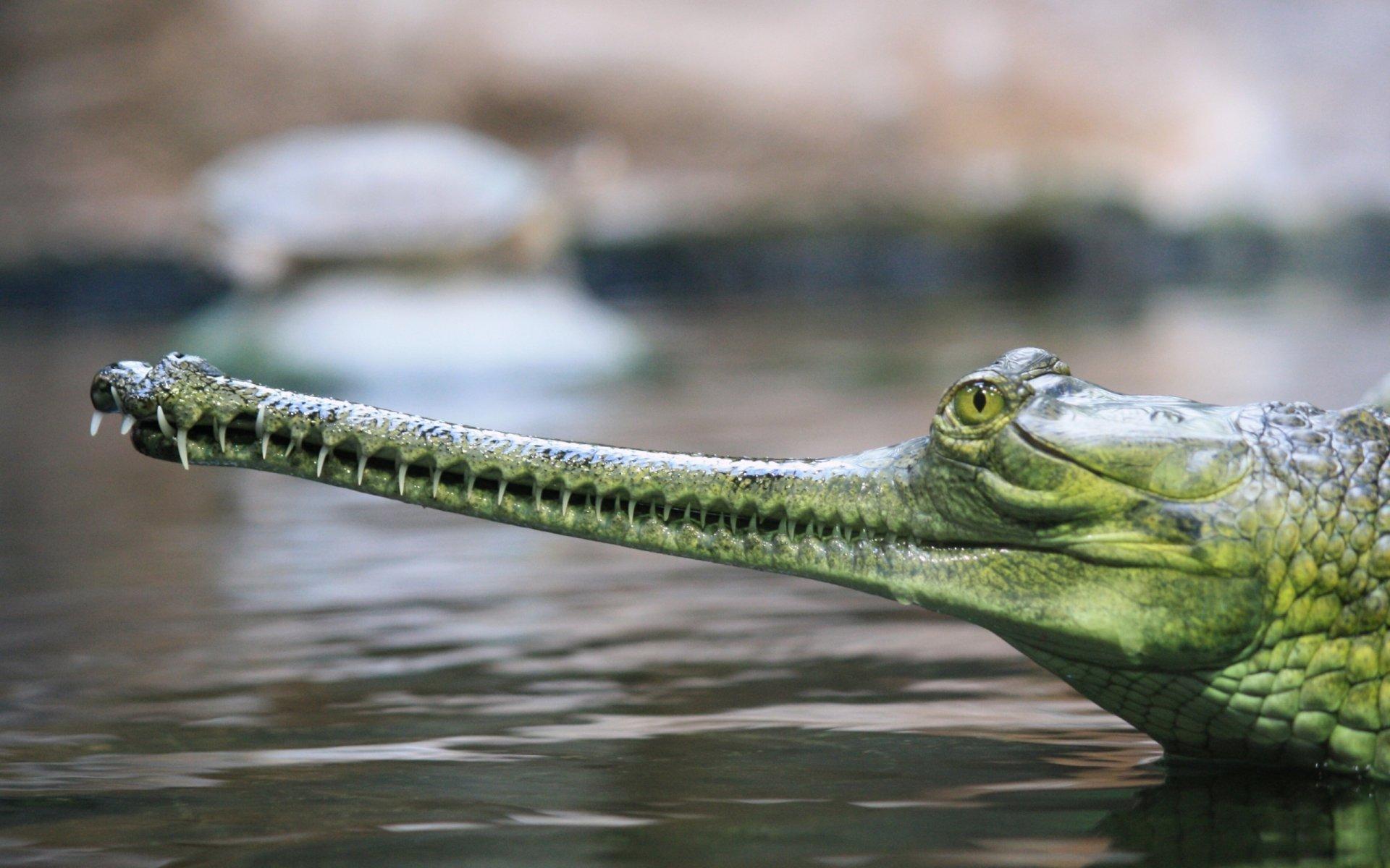 Gharials Wallpapers