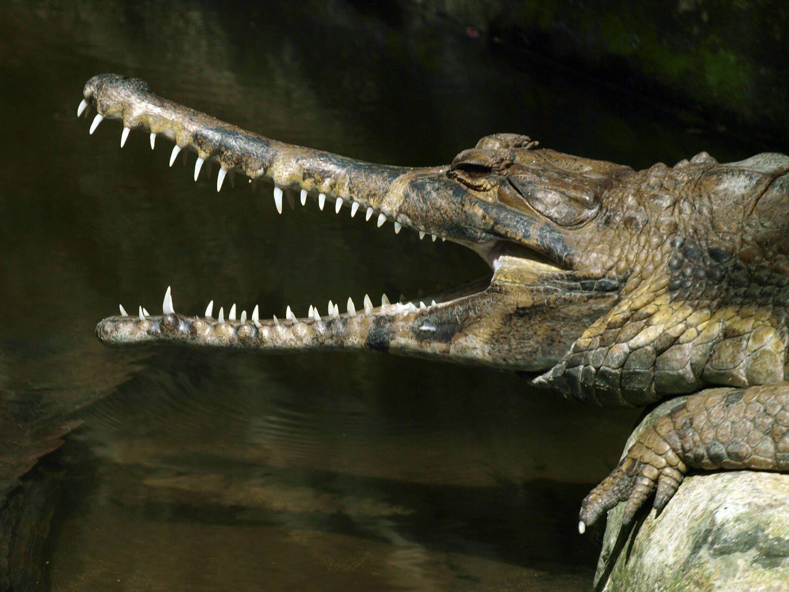 Gharials Wallpapers