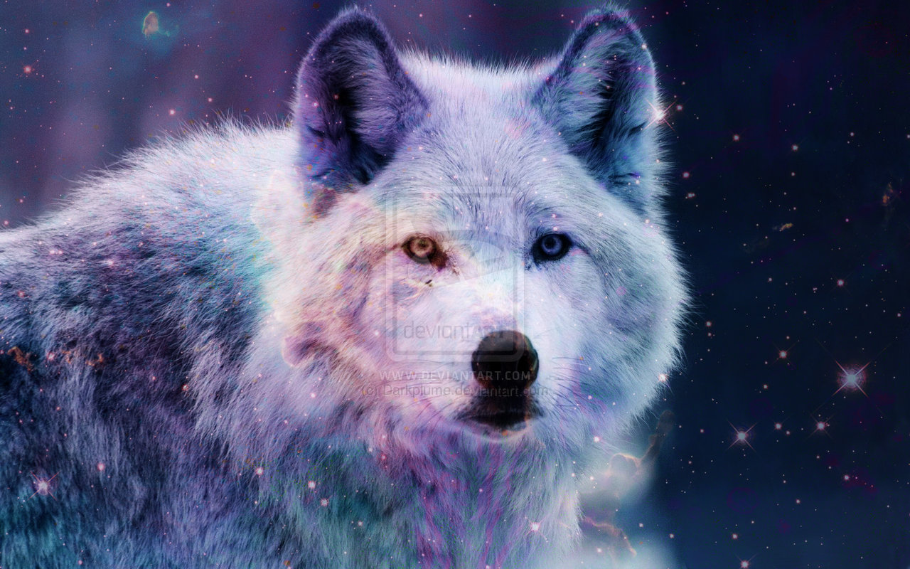 Ghost Wolf Wallpapers