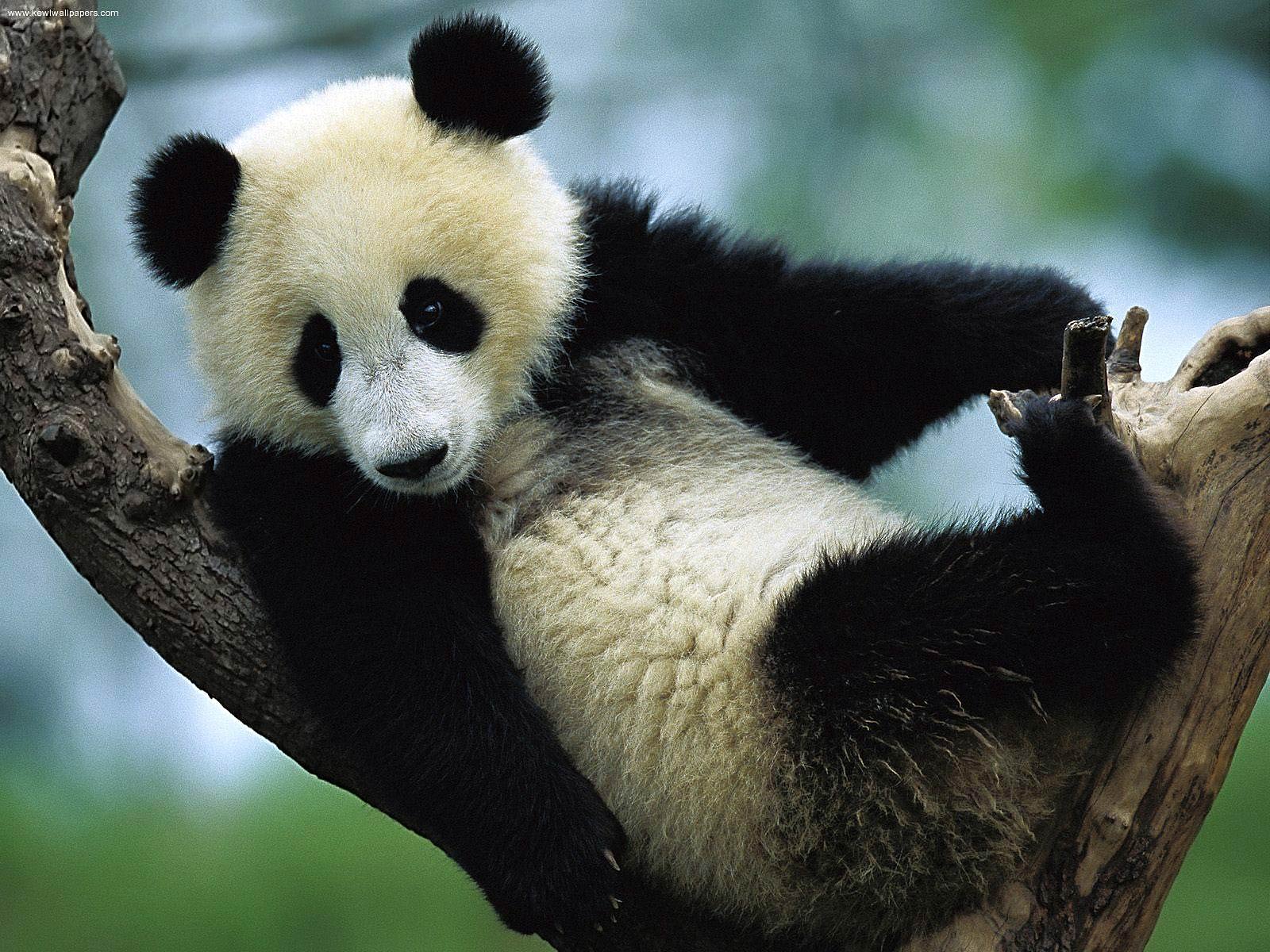 Giant Pandas Wallpapers