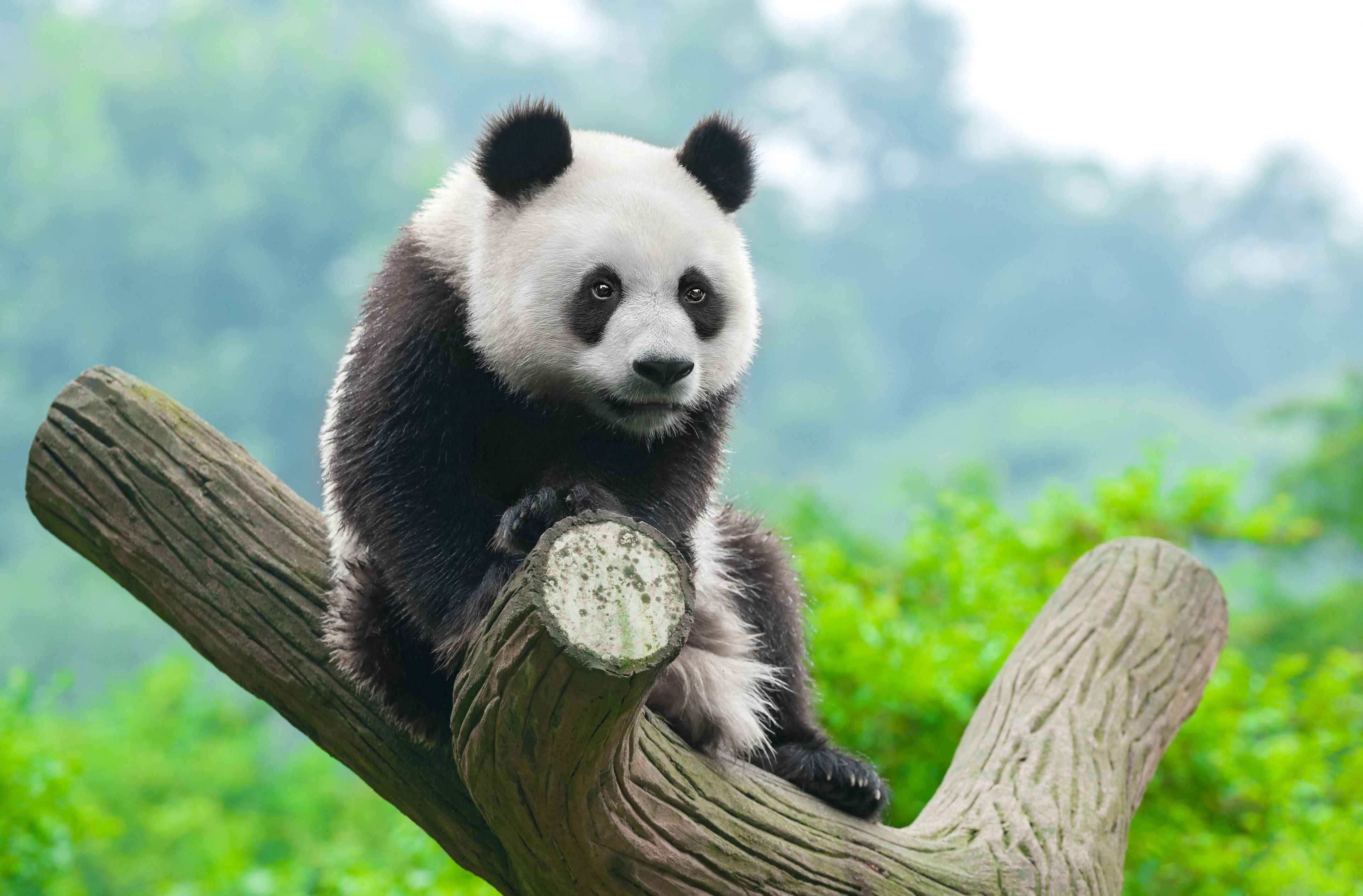 Giant Pandas Wallpapers