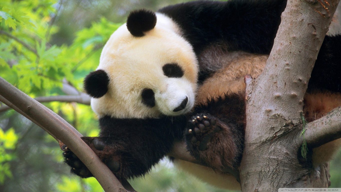 Giant Pandas Wallpapers