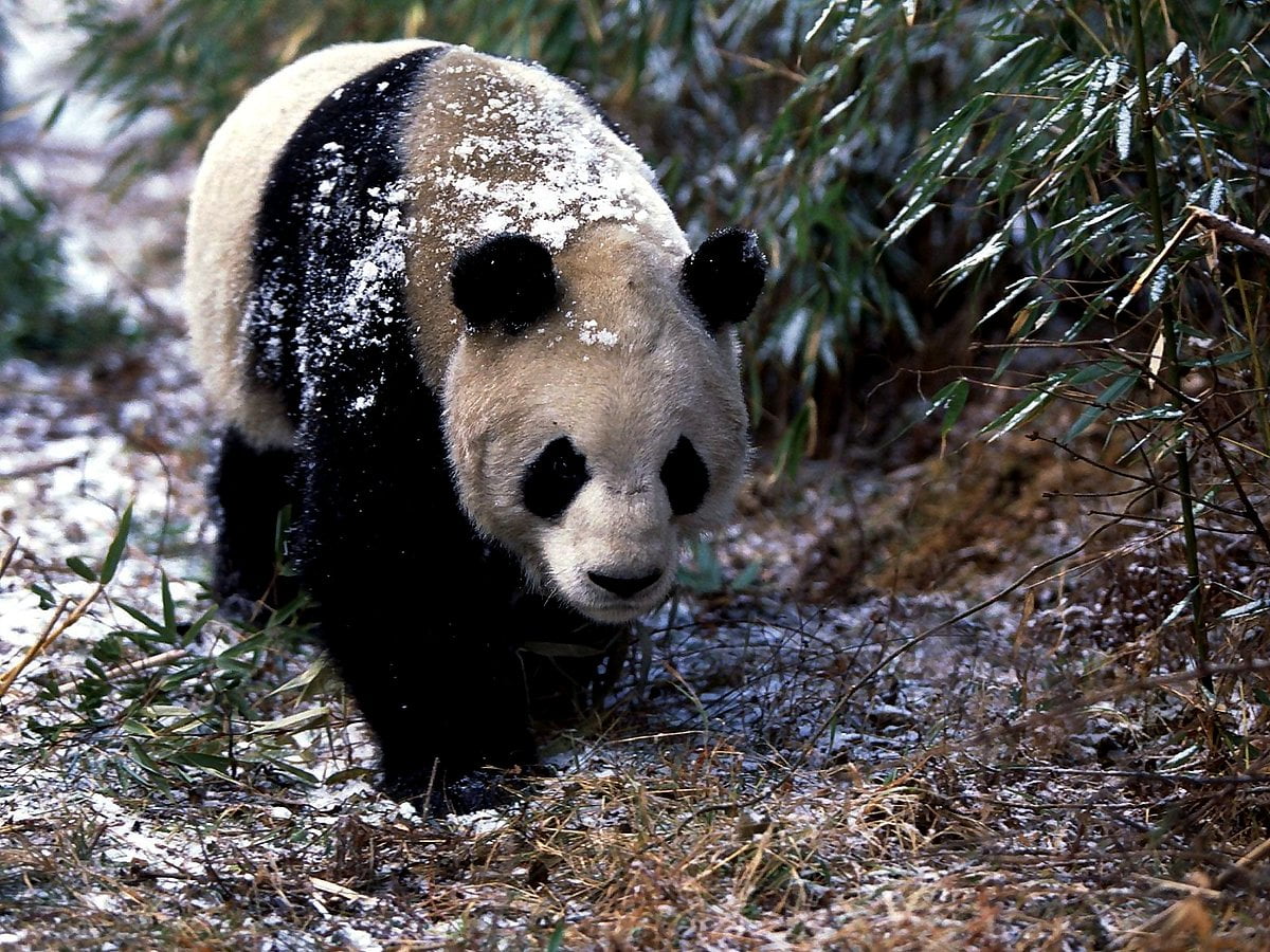 Giant Pandas Wallpapers