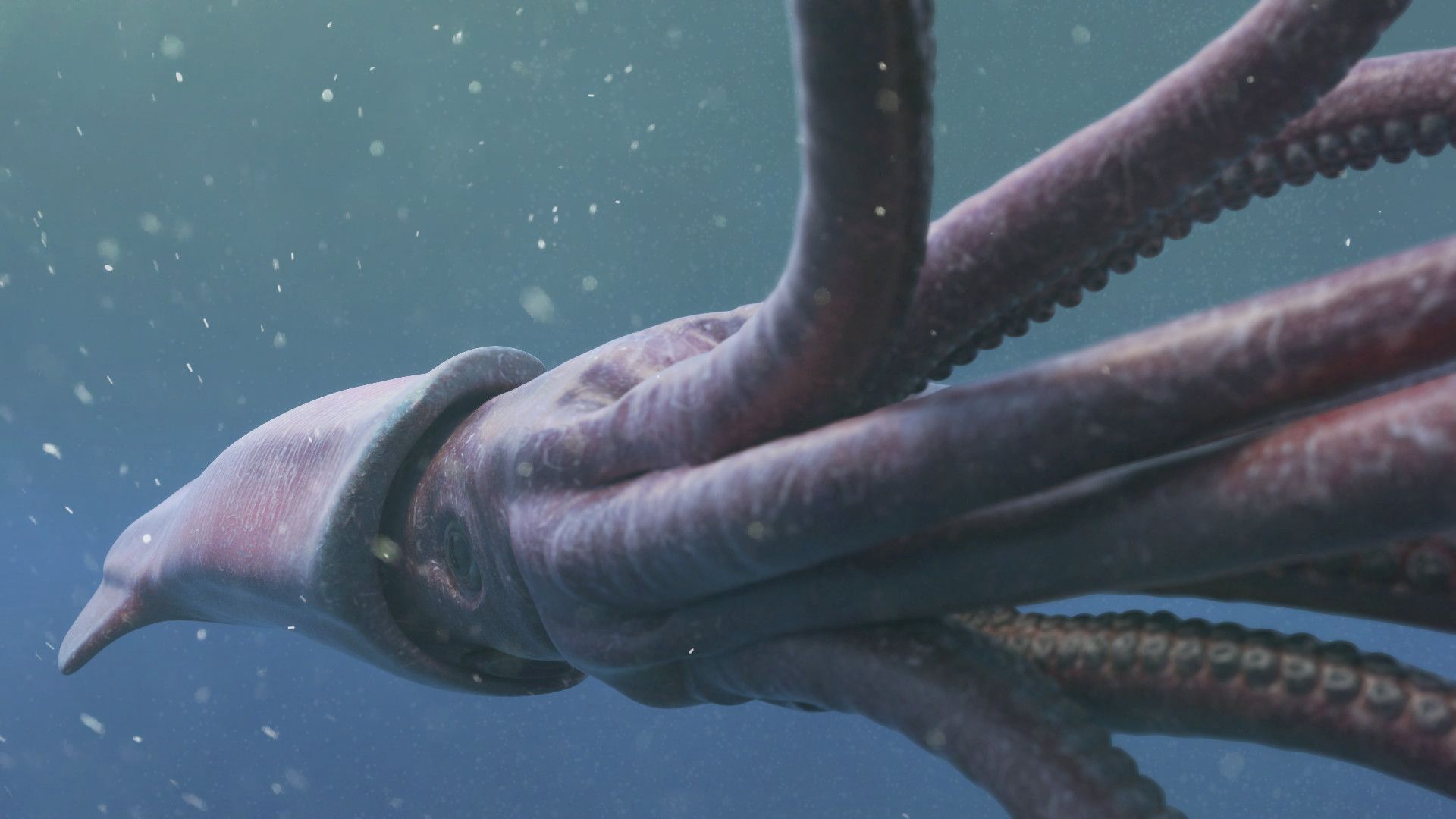 Giant Squid Wallpapers