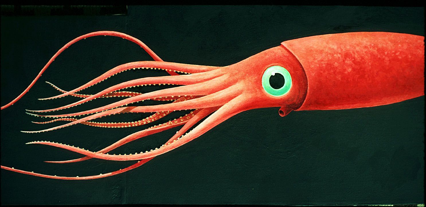 Giant Squid Wallpapers