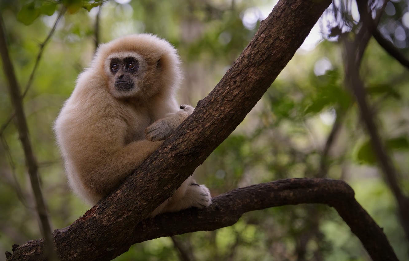 Gibbon Wallpapers