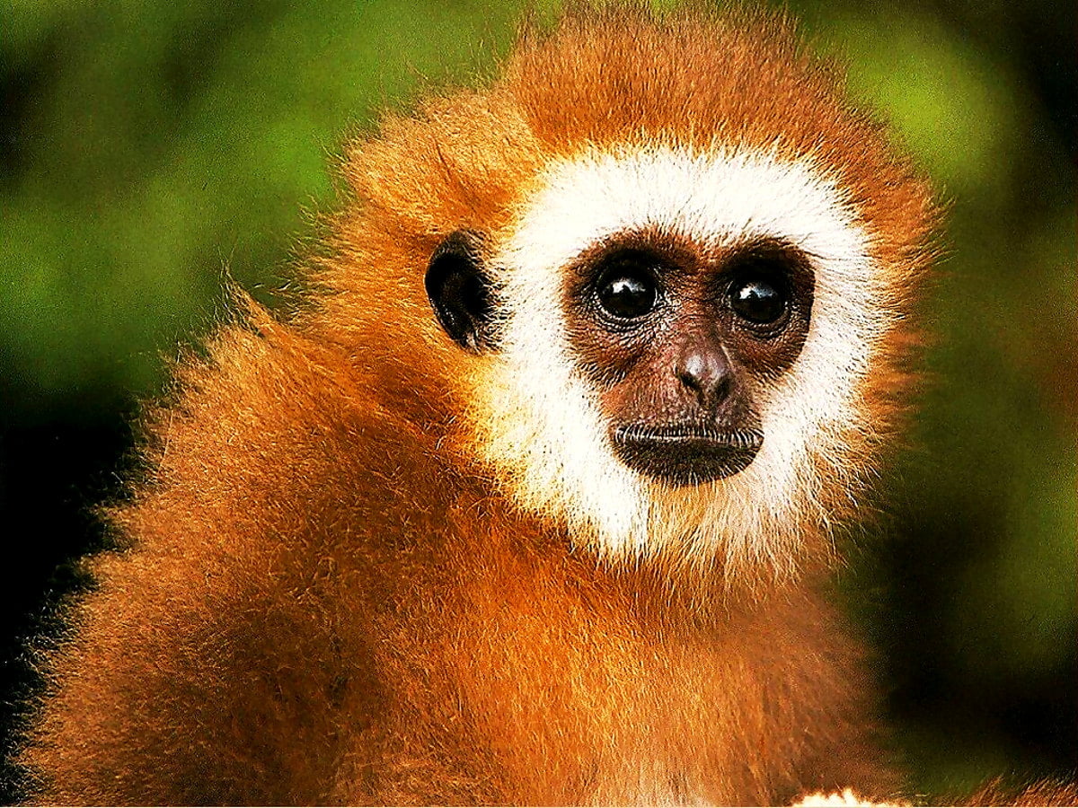 Gibbon Wallpapers