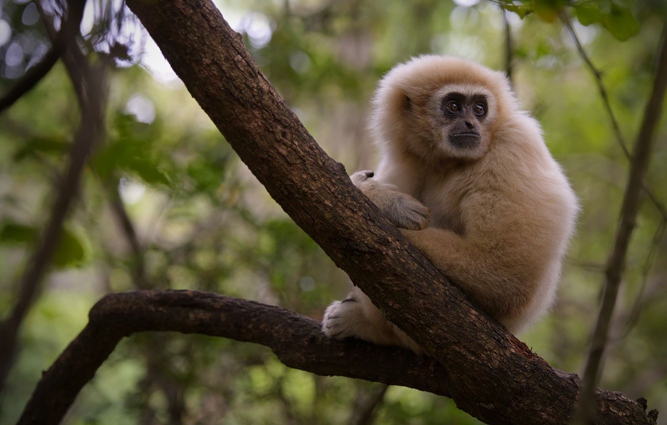 Gibbon Wallpapers