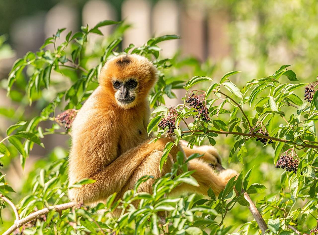 Gibbon Wallpapers