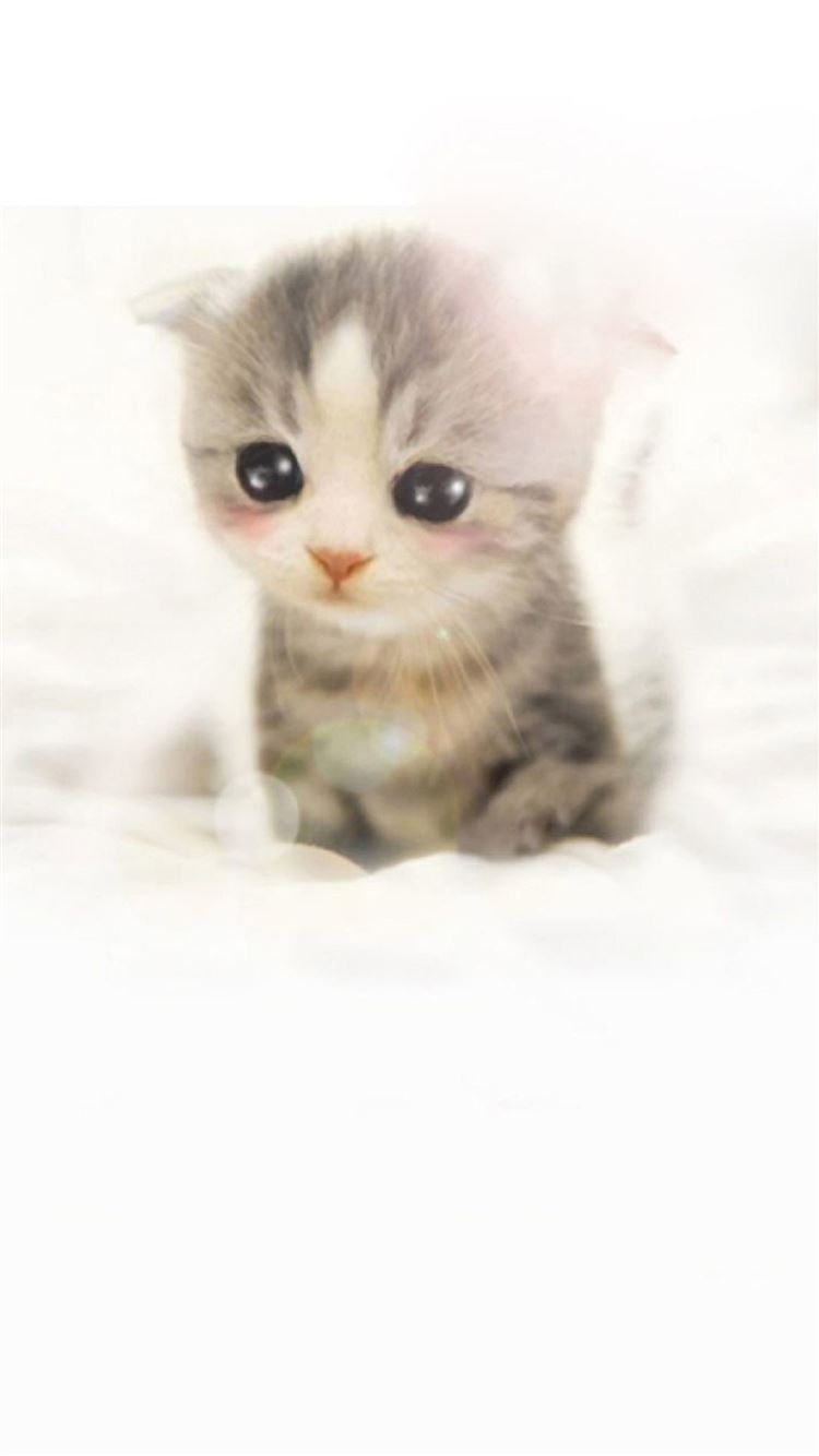 Girly Cute Kitty Wallpapers