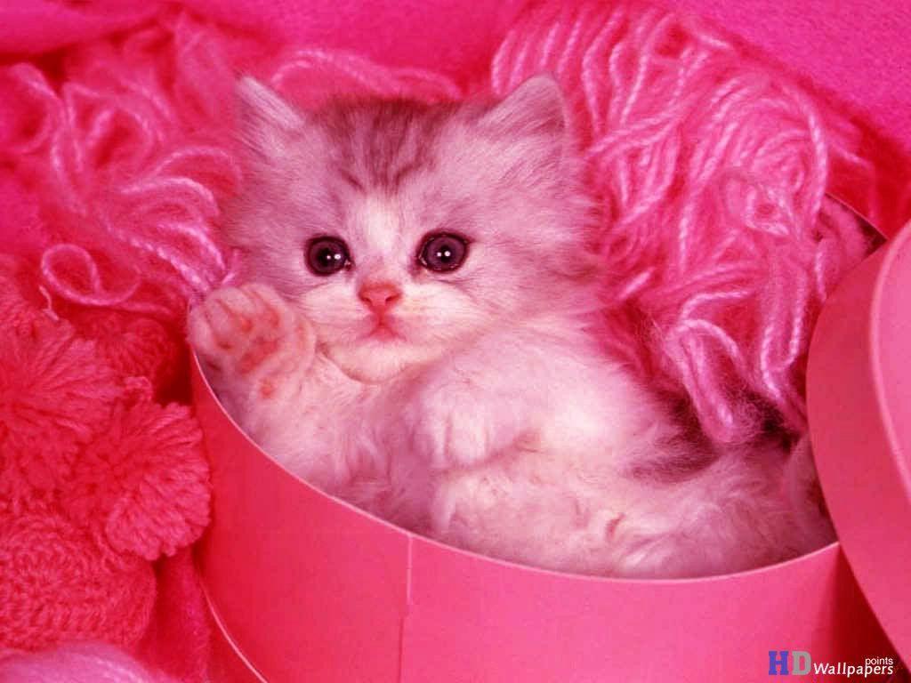 Girly Cute Kitty Wallpapers