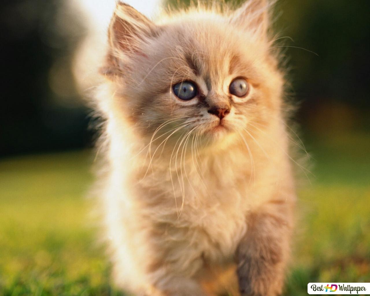 Girly Cute Kitty Wallpapers