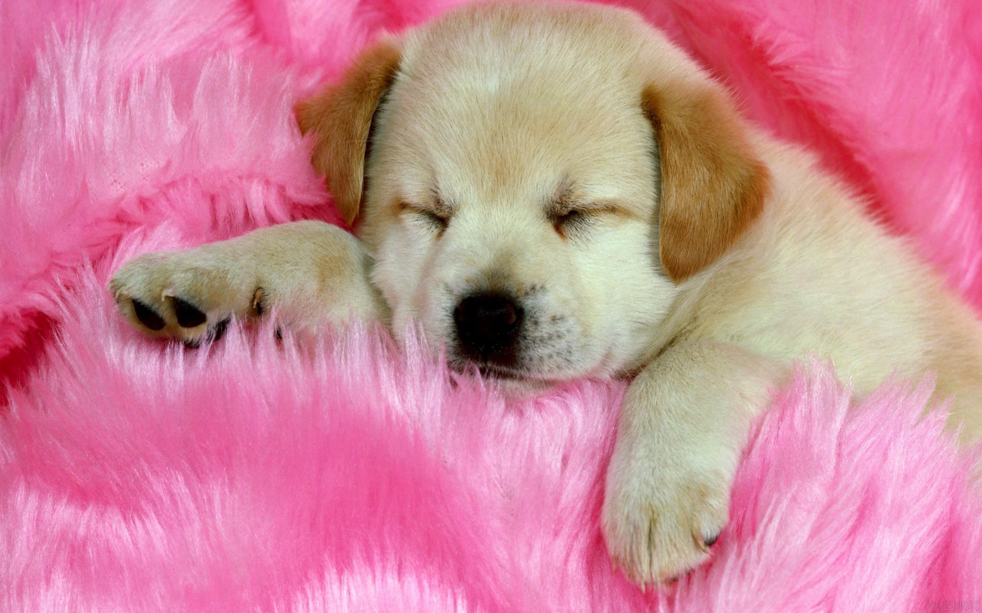 Girly Cute Pet Wallpapers