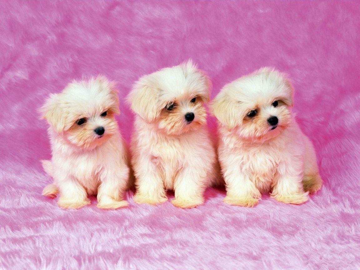 Girly Cute Pet Wallpapers