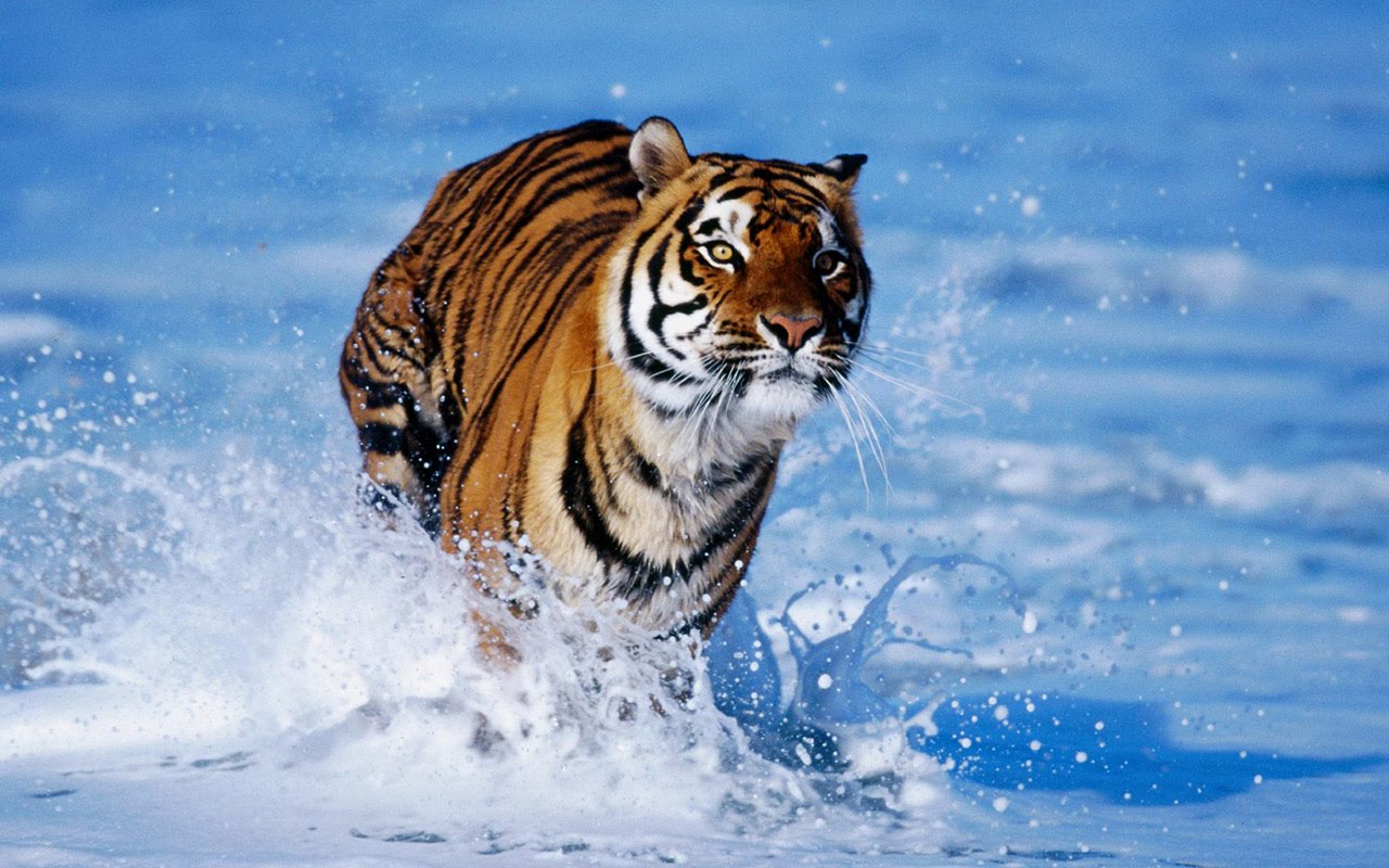 Girly Cute Tiger Wallpapers