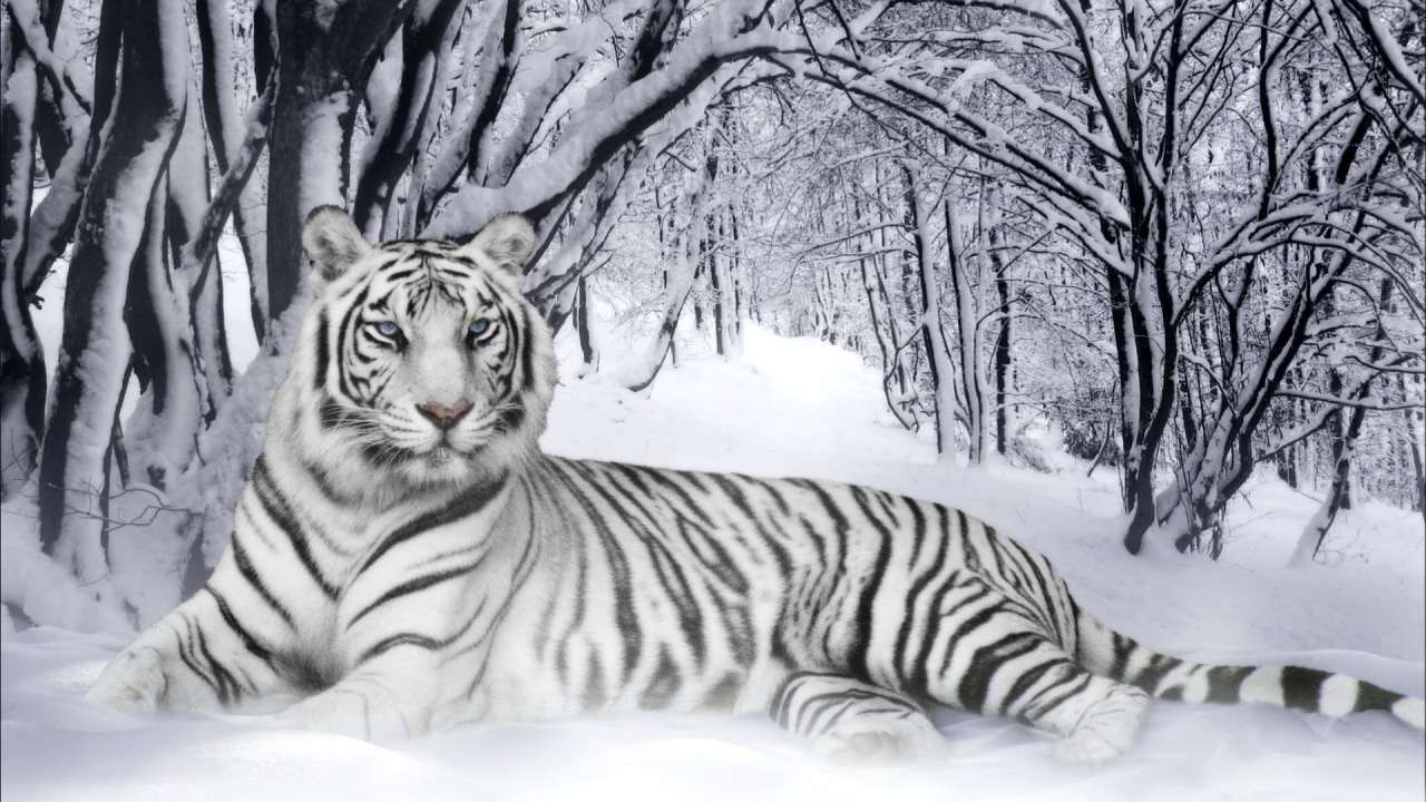 Girly Cute Tiger Wallpapers