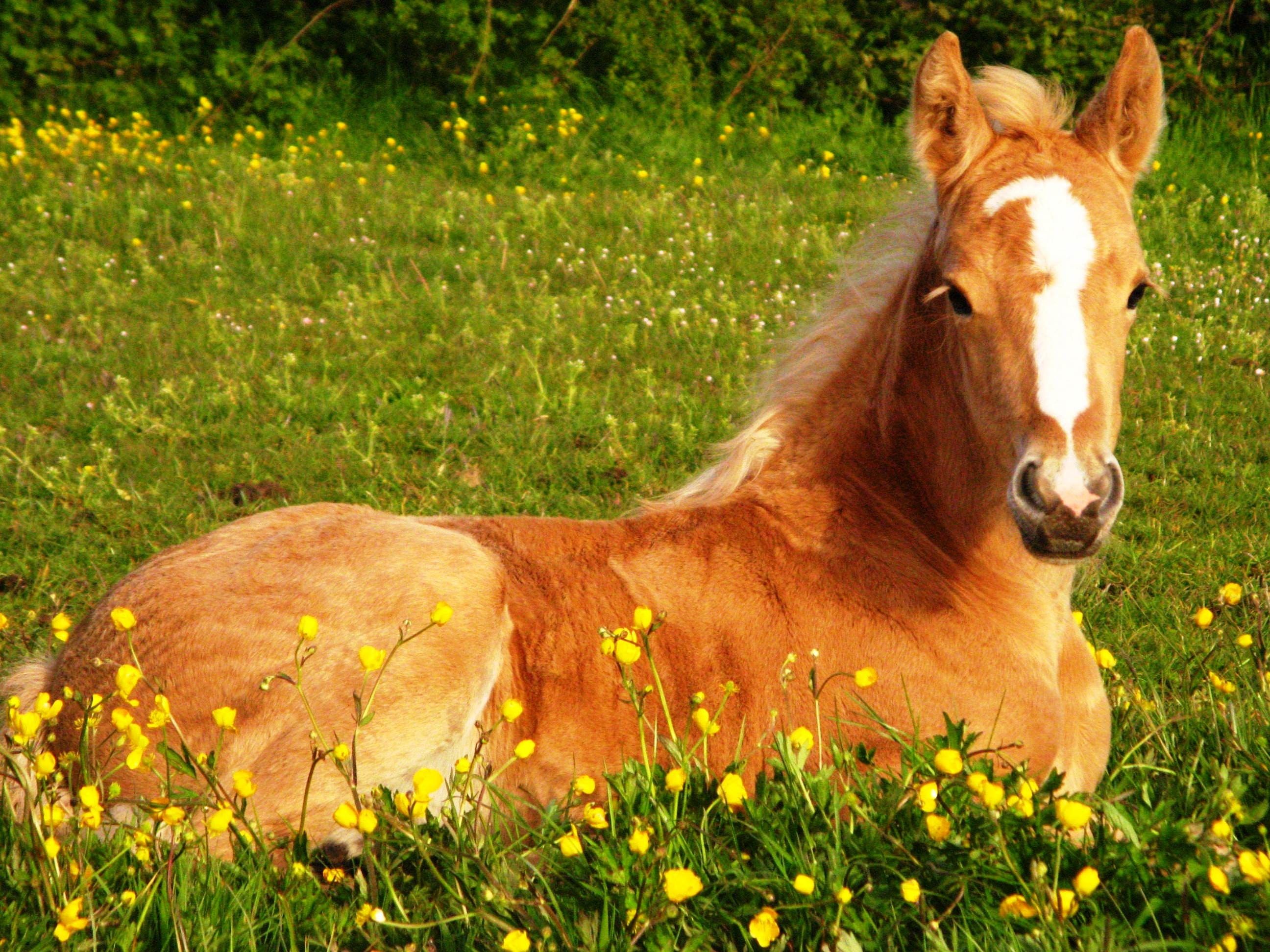 Girly Horse For Phone Wallpapers